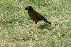 0035-Reis Zuid-Afrika2007